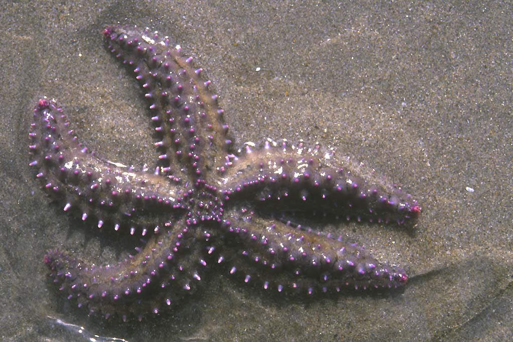 Marthasterias glacialis - Grosse étoile de mer (Echinodermes) pouvant faire jusqu'à 80 cm. Contrairement à ce que l'on peut voir sur la photo, cette étoile de mer vit plutôt dans des milieux rocheux, de l'étage infralittoral et jusqu'à 180 m de profondeur. Elle se nourrit de   Mollusques (Bivalves) qu'elle va ouvrir à l'aide de ses bras. Par  l'ouverture, elle va faire passer son estomac pour digérer les parties   molles de sa proie (un exemple de digestion extracorporelle).