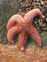 <em>Asteria rubens</em> (Echinodermes, Astéridés). Cette étoile de mer se rencontre sur les littoraux rocheux jusqu'à 200 m de profondeur où elle peut atteindre 50 cm de diamètre, mais elle mesure plus généralement de 10 à 15 cm. Prédateur vorace, elle se nourrit surtout de coquillages : elle entrouvre leur coquille puis elle dévagine son estomac qui vient directement au contact de la proie pour la digérer. [12339 views]