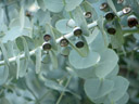 <em>Eucalyptus pulverulenta</em> est un grand arbuste, ou un petit arbre, originaire de zones montagneuses d'Australie. Le feuillage et les jeunes tiges sont entièrement recouverts d'une pruine blanche, qui lui donne de loin une couleur argentée, d'où son nom vernaculaire. [6027 views]