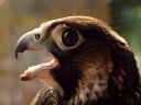 Faucon pélerin : <em>Falco peregrinus</em>. Faucon de grande taille (40 cm avec un assez fort dimorphisme sexuel, le mâle est appelé tiercelet car en général, il est un tiers moins volumineux que la femelle qui peut faire jusqu'à 45 cm et 1,3 kg - cette différence de taille est bien pratique puisqu'en couple au moment de la reproduction, ils augmentent leur panel de proies) avec sur cette vue de la tête d'un juvénile, une bonne partie des caractéristiques des Falconidés : oeil   rond de grande taille, dent sur le bec (permet de tuer les proies après   capture en vol), frelon dans les narines (crée une turbulence qui permet à l'animal de respirer alors que le vol peut être très rapide - on parle de 200 km/h voire plus lors de piqués sur des proies). On devine son masque d'Horus sur la tête. Se nourrit d'oiseaux qu'il attrape en vol après un piqué (ornithophage). Animal protégé comme tous les Rapaces, repeuple petit à petit les endroits pourvus de falaises. [34550 views]