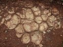 Fentes de dessication fossiles : formées à la suite de l'assèchement de sols argileux, elles témoignent de l'émersion du sol (ici Permien). [30446 views]