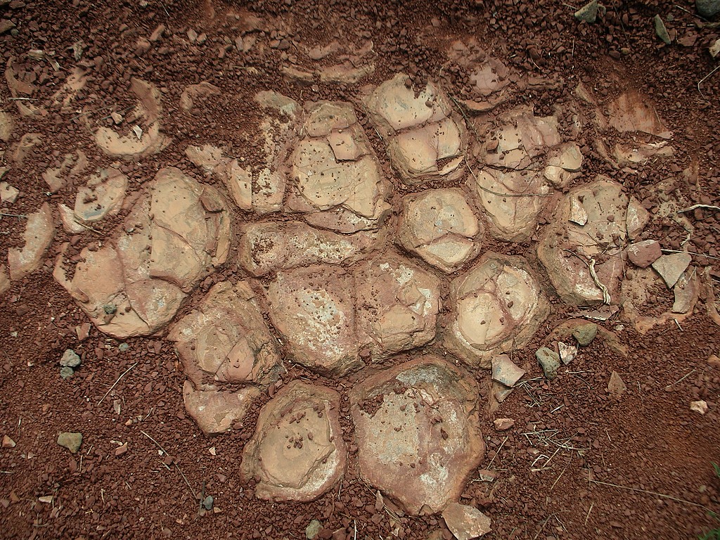 Fentes de dessication fossiles : formées à la suite de l'assèchement de sols argileux, elles témoignent de l'émersion du sol (ici Permien).