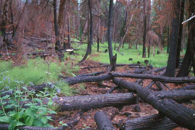 Le feu fait partie de l'écosystème naturel des forêts boréales. Dans le nord de l'Alaska il est souvent causé par les nombreux orages qui sévissent en été. Les plantes herbacées sont les premières à reconquérir le terrain. Ici un tapis de prêles.