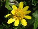 Fleur de ficaire, ou fausse-renoncule (<em>Ficaria verna</em>) pétales, étamines et pistil bien visibles. [31379 views]