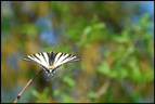<em>Iphiclides podalirius</em> : le Flambé (Insecte, Lépidoptère, Papiliondae). [3608 views]