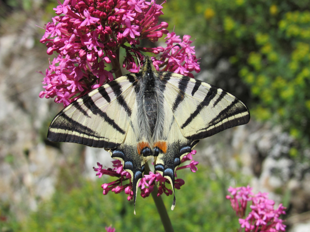 Le Flambé (<em>Iphiclides podalirius</em>) est un grand papillon eurasiatique de 67 à 84 mm, présent de la France à la Chine, de forme vaguement triangulaire et possédant une queue. Il occupe différents biotopes comme les prairies, les clairières, les fourrés et les vergers de préférence fleuris et ensoleillés. Il réalise deux cycles par an, sauf dans le nord de son aire où une seule génération a lieu au printemps. Les chenilles se nourrissent des feuilles des arbustes, surtout le Prunelier (<em>Prunus spinosa</em>) et le Cerisier de Sainte-Lucie (<em>Prunus mahaleb</em>) mais également des Rosacées cultivées comme l'Amandier et l'Abricotier.
