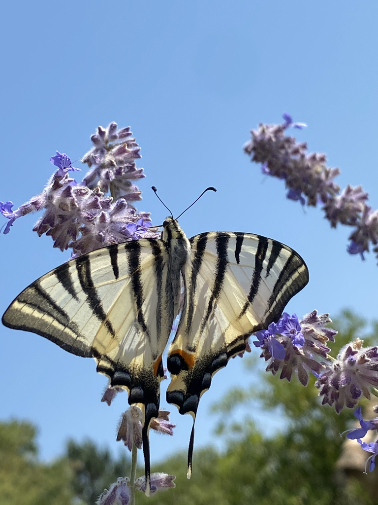 Le Flambé (<em>Iphiclides podalirius</em>) ressemble au Voilier blanc (<em>Iphiclides feisthamelii</em>) avec lequel il peut être confondu. Le Voilier blanc possède des colorations jaunes alors que le Flambé est toujours blanc. On observe la trompe (spiritrompe ou proboscis) avec laquelle le papillon peut sucer le nectar produit par les nectaires à la base du pistil.