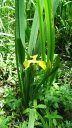 Flambe d'eau - Iris faux acore - <em>Iris pseudacorus</em> L. : plante vivace 50 à 120 cm - commune dans toute la France - espèce héliophile et hygrophile. [28781 views]