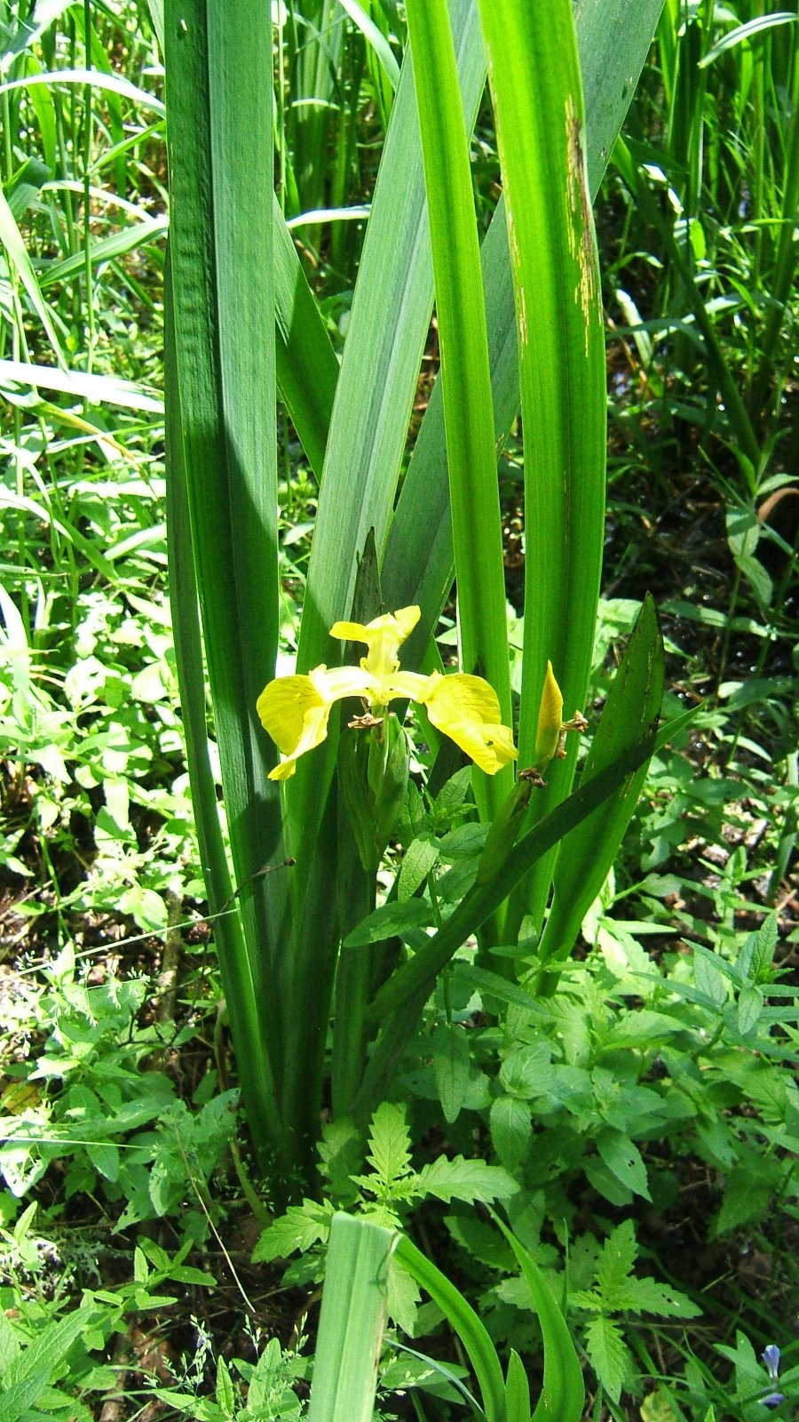 Flambe d'eau - Iris faux acore - <em>Iris pseudacorus</em> L. : plante vivace 50 à 120 cm - commune dans toute la France - espèce héliophile et hygrophile.