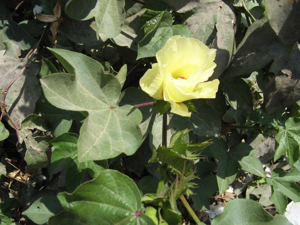 Fleur du cotonnier, genre Gossypium, famille des Malvacées.