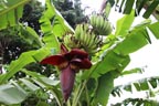 Le bananier (genre <em>Musa</em>) est une plante monocotylédone de la famille des musacées. Ce n'est pas un arbre mais une plante herbacée géante. Il forme une inflorescence composée de spathes (bractées violettes) à l'aisselle desquelles on trouve les fleurs. Lors de sa croissance, la tige florale se recourbe, laissant pendre verticalement l'inflorescence. Les spathes se recourbent puis généralement tombent, laissant apparaitre les fleurs. Dans la plupart des variétés cultivées, les fleurs mâles sont stériles et les fleurs femelles forment alors des fruits, les bananes, par développement de leur ovaire sans fécondation (parthénogenèse). La tige meurt après la floraison, elle ne produit donc qu'un seul régime à la fois. On la coupe ensuite pour laisser repousser la suivante ; le bananier cultivé a une multiplication végétative.  [22659 views]