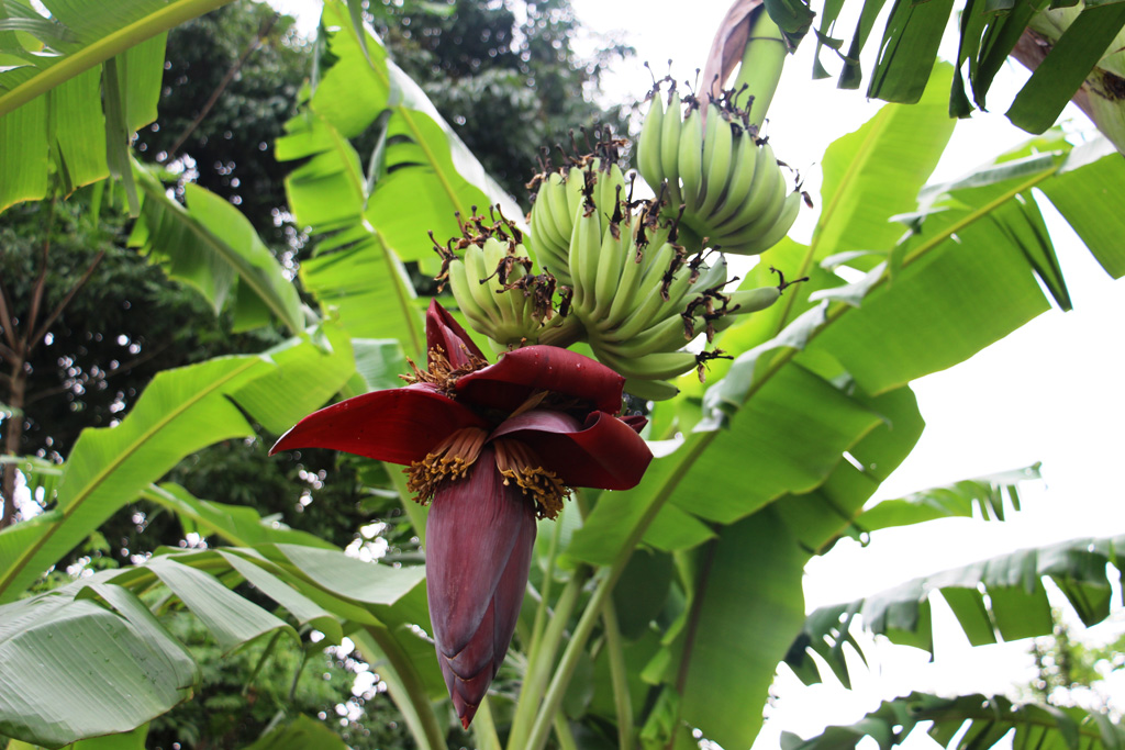 Le bananier (genre <em>Musa</em>) est une plante monocotylédone de la famille des musacées. Ce n'est pas un arbre mais une plante herbacée géante. Il forme une inflorescence composée de spathes (bractées violettes) à l'aisselle desquelles on trouve les fleurs. Lors de sa croissance, la tige florale se recourbe, laissant pendre verticalement l'inflorescence. Les spathes se recourbent puis généralement tombent, laissant apparaitre les fleurs. Dans la plupart des variétés cultivées, les fleurs mâles sont stériles et les fleurs femelles forment alors des fruits, les bananes, par développement de leur ovaire sans fécondation (parthénogenèse). La tige meurt après la floraison, elle ne produit donc qu'un seul régime à la fois. On la coupe ensuite pour laisser repousser la suivante ; le bananier cultivé a une multiplication végétative. 