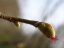 Fleur femelle de noisetier (<em>Corylus avellana</em>, Corylacées). Elles ne sont visibles que quelques semaines en février. Elles se distinguent des autres bourgeons par la présence de stigmates de couleur rose. [29310 views]