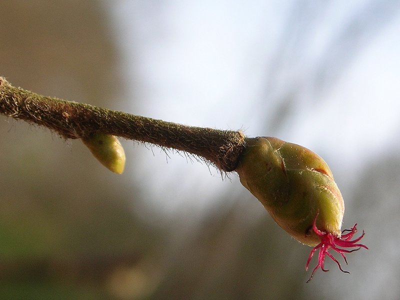 Fleur femelle de noisetier (<em>Corylus avellana</em>, Corylacées). Elles ne sont visibles que quelques semaines en février. Elles se distinguent des autres bourgeons par la présence de stigmates de couleur rose.