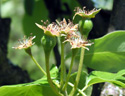 Les fruits du Poirier se développent après la pollinisation : c'est le réceptacle floral, essentiellement qui se renfle et qui donnera le fruit. Très rapidement, certains réceptacles se développent plus fortement que d'autres.  <br />Classification : ordre des Rosales, famille des rosaceae avec <em>Crataegus</em> (aubépine), <em>Cydonia </em>(cognassier), <em>Malus</em> (pommier), <em>Prunus </em>(divers arbres fruitiers), <em>Rubus </em>(ronce), ... [25336 views]