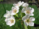 Le poirier (<em>Pirus communis</em>) est un arbre fruitier à fleurs blanches. Les fleurs apparaissent en mai et sont pollinisées par les insectes. Les traitements chimiques de protection contre les parasites doivent prendre en compte cette pollinisation afin de ne pas tuer les insectes pollinisateurs. <br />Classification : ordre des Rosales, famille des rosaceae avec <em>Crataegus</em> (aubépine), <em>Cydonia</em> (cognassier), <em>Malus</em> (pommier), <em>Prunus</em> (divers arbres fruitiers), <em>Rubus</em> (ronce),... [31630 views]