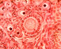 Follicule primaire (ovaire de lapine, microscope X600). Dans l'ovaire chaque ovocyte est entouré d'une enveloppe cellulaire plus ou moins développée, l'ensemble formant un follicule ovarien. Les <a href='https://phototheque.enseigne.ac-lyon.fr/photossql/photos.php?RollID=images&FrameID=follicules_primordiaux'><strong>follicules primordiaux</strong></a> sont constitués durant la période fœtale : une vingtaine de cellules aplaties entoure l'ovocyte. A partir de la puberté et à chaque cycle un certain nombre de follicules primordiaux se développent en <a href='https://phototheque.enseigne.ac-lyon.fr/photossql/photos.php?RollID=images&FrameID=follicule_primaire'><strong>follicules primaires</strong></a> : l'ovocyte grossit très légèrement et les cellules aplaties évoluent pour former des cellules cubiques, mais ne forment toujours qu'une seule couche. Dans le <a href='https://phototheque.enseigne.ac-lyon.fr/photossql/photos.php?RollID=images&FrameID=follicule_secondaire'><strong>follicule secondaire</strong></a>, l'ovocyte est entouré de plusieurs couches de cellules (voir aussi : <a href='https://phototheque.enseigne.ac-lyon.fr/photossql/photos.php?RollID=images&FrameID=follicules_primaire_et_secondaire'><strong>follicules primaire et secondaires côte à côte</strong></a>). Ensuite les cellules folliculaires entourant l'ovocyte deviennent cubiques, volumineuses et granuleuses : elles forment plusieurs couches cellulaires appelées granulosa. La granulosa se creuse de cavités remplies de liquide : c'est le stade <a href='https://phototheque.enseigne.ac-lyon.fr/photossql/photos.php?RollID=images&FrameID=follicule_cavitaire'><strong>follicule cavitaire</strong></a>. Le follicule mûr, ou <a href='https://phototheque.enseigne.ac-lyon.fr/photossql/photos.php?RollID=images&FrameID=follicule_De_Graaf'><strong>follicule de de Graaf</strong></a> est prêt à expulser l'ovocyte et les cellules qui l'entourent (la corona radiata).  [30973 views]