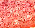 Follicules primordiaux (ovaire de lapine, microscope X600). Dans l'ovaire chaque ovocyte est entouré d'une enveloppe cellulaire plus ou moins développée, l'ensemble formant un follicule ovarien. Les <a href='https://phototheque.enseigne.ac-lyon.fr/photossql/photos.php?RollID=images&FrameID=follicules_primordiaux'><strong>follicules primordiaux</strong></a> sont constitués durant la période fœtale : une vingtaine de cellules aplaties entoure l'ovocyte. A partir de la puberté et à chaque cycle un certain nombre de follicules primordiaux se développent en <a href='https://phototheque.enseigne.ac-lyon.fr/photossql/photos.php?RollID=images&FrameID=follicule_primaire'><strong>follicules primaires</strong></a> : l'ovocyte grossit très légèrement et les cellules aplaties évoluent pour former des cellules cubiques, mais ne forment toujours qu'une seule couche. Dans le <a href='https://phototheque.enseigne.ac-lyon.fr/photossql/photos.php?RollID=images&FrameID=follicule_secondaire'><strong>follicule secondaire</strong></a>, l'ovocyte est entouré de plusieurs couches de cellules (voir aussi : <a href='https://phototheque.enseigne.ac-lyon.fr/photossql/photos.php?RollID=images&FrameID=follicules_primaire_et_secondaire'><strong>follicules primaire et secondaires côte à côte</strong></a>). Ensuite les cellules folliculaires entourant l'ovocyte deviennent cubiques, volumineuses et granuleuses : elles forment plusieurs couches cellulaires appelées granulosa. La granulosa se creuse de cavités remplies de liquide : c'est le stade <a href='https://phototheque.enseigne.ac-lyon.fr/photossql/photos.php?RollID=images&FrameID=follicule_cavitaire'><strong>follicule cavitaire</strong></a>. Le follicule mûr, ou <a href='https://phototheque.enseigne.ac-lyon.fr/photossql/photos.php?RollID=images&FrameID=follicule_De_Graaf'><strong>follicule de de Graaf</strong></a> est prêt à expulser l'ovocyte et les cellules qui l'entourent (la corona radiata).  [26384 views]