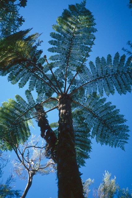 Les fougères arborescentes de la Réunion appartiennent toutes au genre <em>Cyathea</em>. Elles dominent les arbres de la forêt primitive de Bébour.