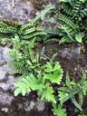 Quelques plantes rupicoles (qui poussent dans l'anfractuosité des murs et des rochers). Sur le haut, <em>Asplenium trichomanes</em>  (capillaire des murailles) : petite fougère de 5 à 30 cm, à pétiole et rachis brun foncé. Le limbe est allongé et étroit, à très nombreux petits segments parfois légèrement dentés ou crénelés. Sur le bas, jeunes frondes de polypode (<em>Polypodium vulgare</em>), une des fougères les plus communes. Sur la gauche on distingue une plante de la famille des Crassulassées, à feuilles charnues, possiblement l'Orpin blanc (<em>Sedum album</em>).
 [26097 views]