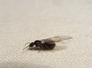 Fourmi ailée, ou alude (longueur 6 mm). Chez les fourmis la plupart des individus sont aptères, sauf les mâles et les femelles. En région tempérée les fourmis ailées sont visibles généralement en août lorsque mâles et femelles sortent pour s'accoupler. Une fois fécondée par un ou plusieurs mâles, la reine cherche un endroit pour fonder sa colonie. Elle s'arrache alors les ailes avec ses mandibules et ses pattes. Sur la photo on voit différentes caractéristiques des fourmis, ce sont des : <ul><li> arthropodes : squelette externe chitineux et membres articulés,</li><li> mandibulates (ou antennates) : la tête porte des appendices fortement chitinisés coupeurs ou broyeurs (les mandibules), et des antennes,</li><li> hexapodes (insectes) : 3 paires de pattes articulées, corps segmenté clairement en trois parties tête-thorax-abdomen,</li> <li> hyménoptères : deux paires d'ailes couplées par une série de crochets.</li></ul> [2514 views]