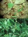 Fourmis coupeuses de feuilles (<em>Atta cephalotes</em>) : présentes dans toutes les forêts tropicales d'Amérique centrale et du Sud (ici au Costa Rica), elles utilisent les feuilles pour leur culture de champignons. Elles y prélèvent 15% de la production de feuilles et consomment plus de végétation que tous les autres végétariens réunis (réf. National Geographic de juillet 1995). [7428 views]