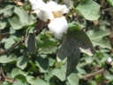 Fruit du cotonnier, genre <em>Gossypium</em>, famille des Malvacées. Le coton était utilisé au Pérou dans les civilisations antérieures aux Incas. [25845 views]
