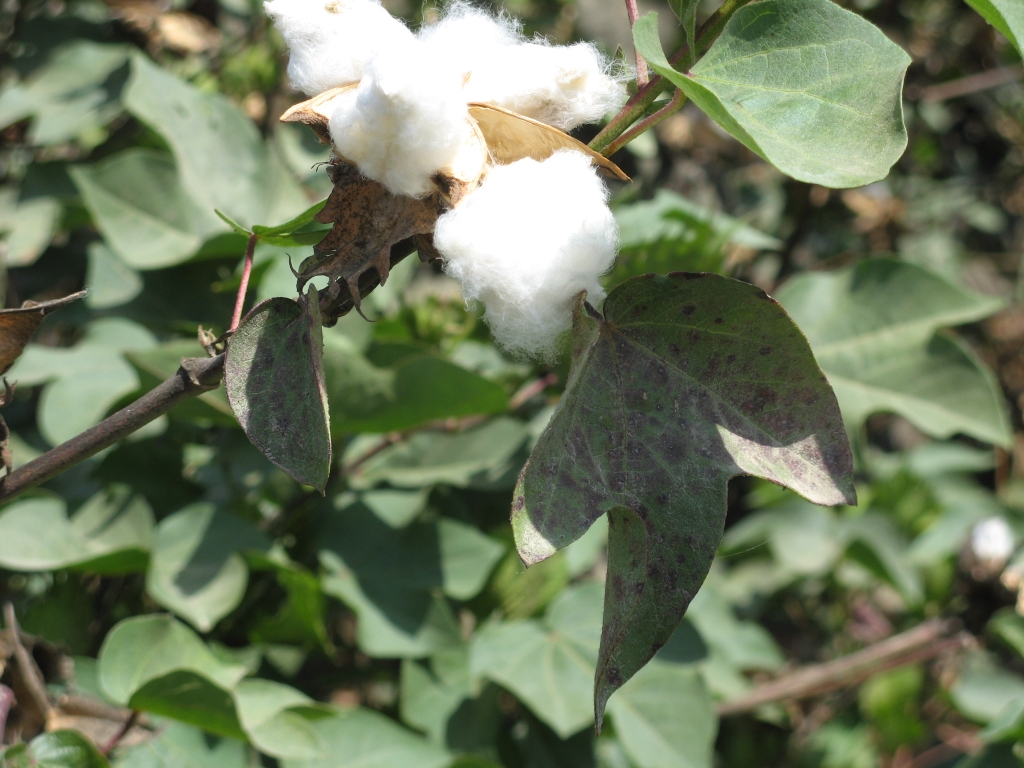 Fruit du cotonnier, genre <em>Gossypium</em>, famille des Malvacées. Le coton était utilisé au Pérou dans les civilisations antérieures aux Incas.