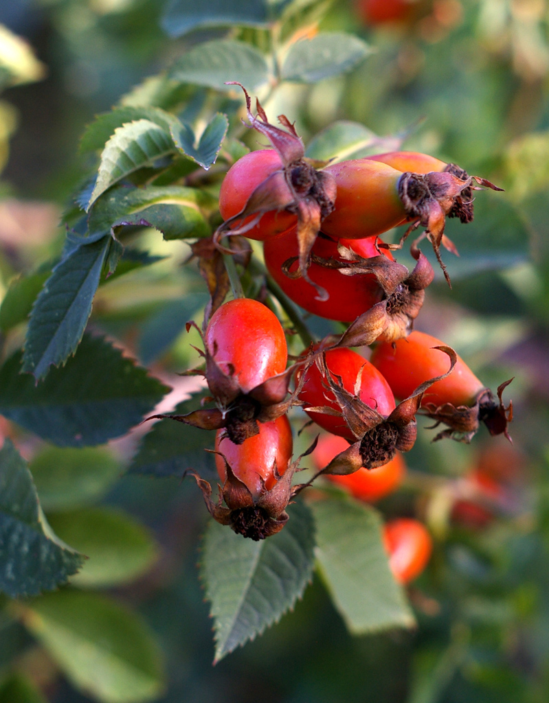 L'églantier (<em>Rosa canina</em>) est un arbrisseau à épines et feuilles composées de 5 à 7 folioles et de deux stipules longs à la base de la feuille. Le fruit nommé « le Cynorrhodon est un fruit complexe: l'enveloppe rouge est issue du développement du réceptacle floral. Les « vrais fruits » sont à l'intérieur : les akènes.  L'églantier ou rose des chiens est à l'origine des rosiers cultivés.  <br />Classification: Ordre des Rosales, familles des Rosaceae. Cette famille regroupe beaucoup d'espèces dont les arbres fruitiers, les roses, ronce, Potentille, ...