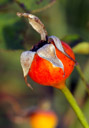 L'églantier (<em>Rosa canina</em>) est un arbrisseau à épines et feuilles composées de 5 à 7 folioles et de deux stipules longs à la base de la feuille. Le fruit nommé « le Cynorrhodon� est un fruit complexe: l'enveloppe rouge est issue du développement du réceptacle floral. Les « vrais fruits » sont à l'intérieur : les akènes.  L'églantier ou rose des chiens est à l'origine des rosiers cultivés.  <br />Classification: Ordre des Rosales, familles des Rosaceae. Cette famille regroupe beaucoup d'espèces dont les arbres fruitiers, les roses, ronce, Potentille, ... [24366 views]