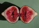 Le figuier (<em>Ficus carica</em>) est un petit arbre (4m) de port buissonnant. La feuille peut être divisée en 3 ou 7 lobes mais en général, en 5 lobes. Les sexes sont séparés ou non ; seuls les figuiers femelles produisent des figues. Le fruit � ou figue � n'est pas un fruit simple mais le résultat de la transformation de l'ensemble de l'inflorescence (le réceptacle floral értait en creux avant la fécondation et portait de nombreuses fleurs). Le résultat est un ensemble charnu (succulent) contenant les akènes (véritables fruits au sens botanique) fixés sur la paroi interne.<br />  Classification: Ordre Urticales, famille des Moraceae.  La famille comporte les genres <em>Ficus</em>, <em>Morus</em> (Mûrier), <em>Dostenia</em> entre autres. Cette famille est fréquente dans les régions tropicales, moins dans les zones tempérées.  <br />Le Ficus carica n'a rien à voir avec le figuier de Barbarie (<em>Opuntia ficus-indica</em>, Cactaceae) dont le fruit est également comestible. [24899 views]
