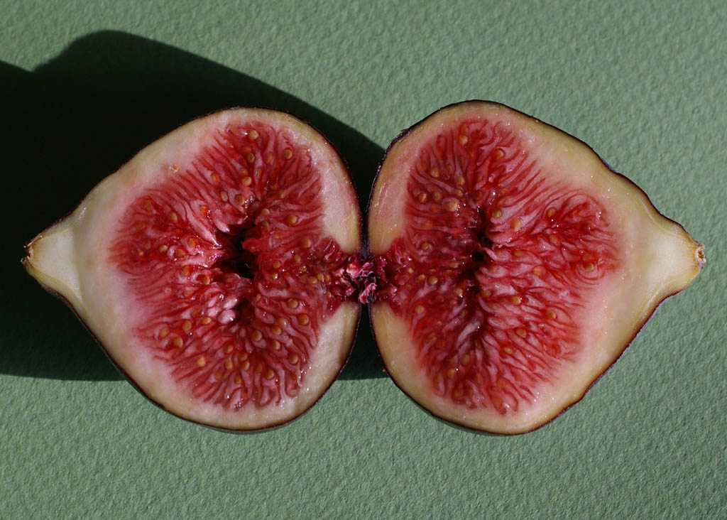 Le figuier (<em>Ficus carica</em>) est un petit arbre (4m) de port buissonnant. La feuille peut être divisée en 3 ou 7 lobes mais en général, en 5 lobes. Les sexes sont séparés ou non ; seuls les figuiers femelles produisent des figues. Le fruit  ou figue  n'est pas un fruit simple mais le résultat de la transformation de l'ensemble de l'inflorescence (le réceptacle floral értait en creux avant la fécondation et portait de nombreuses fleurs). Le résultat est un ensemble charnu (succulent) contenant les akènes (véritables fruits au sens botanique) fixés sur la paroi interne.<br />  Classification: Ordre Urticales, famille des Moraceae.  La famille comporte les genres <em>Ficus</em>, <em>Morus</em> (Mûrier), <em>Dostenia</em> entre autres. Cette famille est fréquente dans les régions tropicales, moins dans les zones tempérées.  <br />Le Ficus carica n'a rien à voir avec le figuier de Barbarie (<em>Opuntia ficus-indica</em>, Cactaceae) dont le fruit est également comestible.