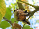 La noix est le fruit du Noyer (<em>Juglans regia</em>). Le noyer a des fleurs mâles et des fleurs femelles séparées. Les fleurs mâles forment des chatons, pendants. Les fleurs femelles des épis courts, dressés. La noix  est une drupe à endocarpe coriace et sinueux (la coque ligneuse) et mésocarpe charnu (partie verte, le brou). La graine (=les cerneaux) est seule consommée ; elle est constituée essentiellement des deux cotylédons.  La photographie montre l'enveloppe externe (mésocarpe) qui se dessèche laissant apparaître l'endocarpe.    <br />Classification : ordre des Fagales, famille des Juglandaceae plantes aromatiques à  feuilles composées. La noix est riche en acides gras poly-insaturés. [26952 views]