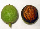 La noix est le fruit du Noyer (<em>Juglans regia</em>). Le noyer a des fleurs mâles et des fleurs femelles séparées. Les fleurs mâles forment des chatons, pendants. Les fleurs femelles des épis courts, dressés. La noix  est une drupe à endocarpe coriace et sinueux (la coque ligneuse) et mésocarpe charnu (partie verte, le brou). La graine (=les cerneaux) est seule consommée ; elle est constituée essentiellement des deux cotylédons.  La photographie montre côte à côte, la noix entière avec son mésocarpe et l'endocarpe coriace, le mésocarpe enlevé. On distingue la coloration du mésocarpe due à l'oxydation, à l'air libre d'une substance qui permet la production du brou de noix, puissant colorant brun (le brou de noix contient du pyrogallol).     <br />Classification : ordre des Fagales, famille des Juglandaceae plantes aromatiques à  feuilles composées. La noix est riche en acides gras poly-insaturés. [14095 views]