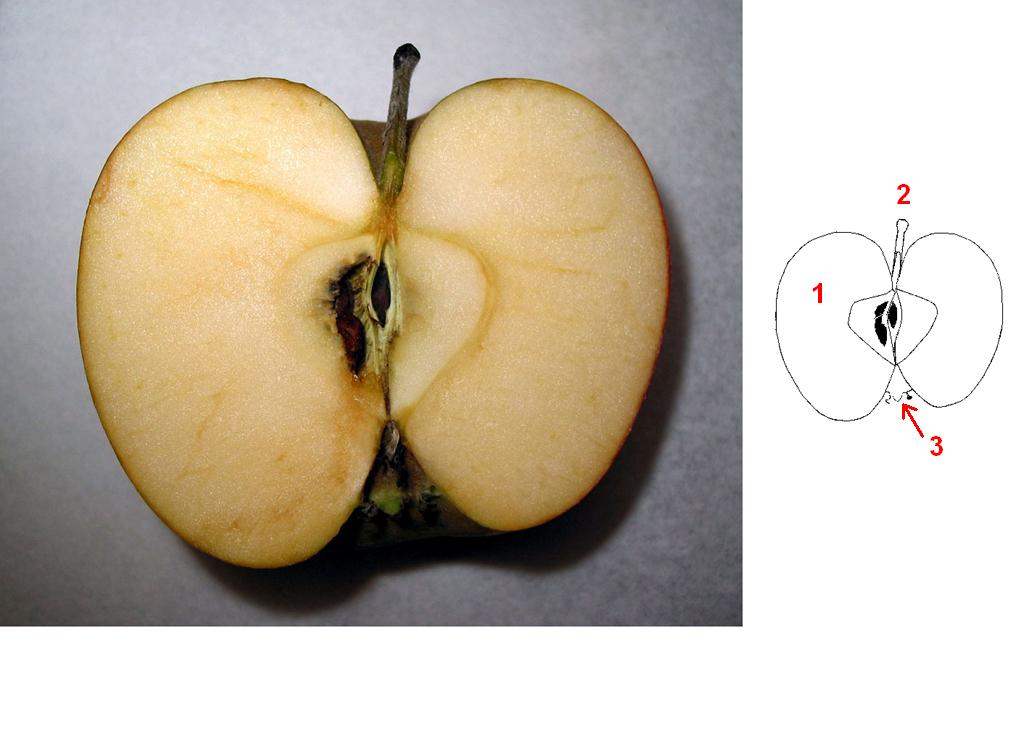 Fruit du pommier. L'essentiel du fruit (toute la partie extérieure comestible 1) est issu du développement du conceptacle floral c'est-à-dire de ce qui enveloppait l'ovaire. On distingue, du côté opposé au pédoncule (2) qui attache la pomme au rameau, les restes des pièces florales (pétales et sépales) 3.  Les pépins sont les graines.  <br />Classification : ordre des Rosales, famille des Rosaceae avec <em>Crataegus</em> (aubépine), <em>Cydonia</em> (cognassier), <em>Malus</em> (pommier), <em>Prunus</em> (divers arbres fruitiers), <em>Rubus</em> (ronce), ...