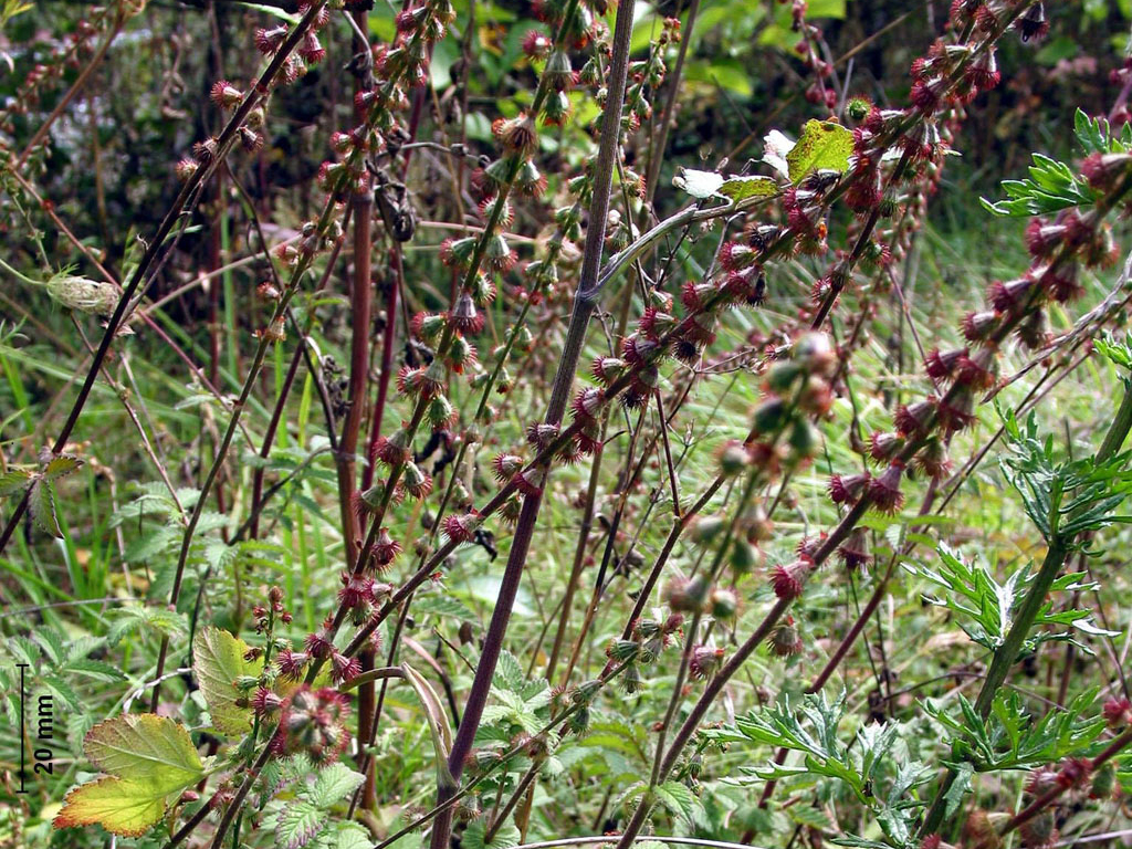 L'aigremoine (<em>Agrimonia eupatoria</em>) est une plante à fleurs jaunes, en épi. Les fruits sont des akènes. A maturité, les  tiges d'aigremoine sont couvertes sur une grande partie de leur hauteur (plusieurs dizaines de centimètres) de fruits se détachant facilement de la tige. <br /> Classification : Ordre des Rosales, familles des Rosaceae. Cette famille regroupe beaucoup d'espèces dont les arbres fruitiers, les roses, ronce, Potentille, ...