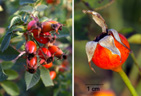 L'églantier (<em>Rosa canina</em>) est un arbrisseau à épines et feuilles composées de 5 à 7 folioles et de deux stipules longs à la base de la feuille. Le fruit nommé « le Cynorrhodon » est un fruit complexe : l'enveloppe rouge est issue du développement du réceptacle floral. Les « vrais fruits » sont à l'intérieur : les akènes.  L'églantier ou rose des chiens est à l'origine des rosiers cultivés.  <br />Classification: Ordre des Rosales, familles des Rosaceae. Cette famille regroupe beaucoup d'espèces dont les arbres fruitiers, les roses, ronce, Potentille, ... [24075 views]