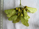 L'image représente une grappe de fruits ailés � les (di)samares, secs et qui ne s'ouvrent pas à maturité. Il s'agit sur cette photo de samares d'érable faux platane - ou Sycomore (<em>Acer pseudoplatanus</em>)  car les samares sont disposés à 90� dans le disamare.  Classification : Ordre Rutales, famille des Sapindaceae (incluant les sous � familles des Aceraceae (genres <em>Acer</em> et <em>Dipteronia</em> en Chine) et Hippocastaneaceae (<em>Aesculus</em>,..). Le genre <em>Acer</em> comporte une quinzaine d'espèces dont les 3 ci-dessus, l'érable à sucre, l'érable de Montpellier,... [30879 views]