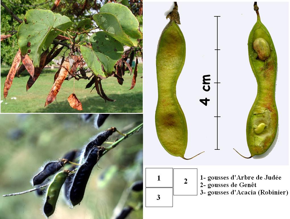 Ces trois végétaux (2 arbres et un arbrisseau) ont des fruits nommés « gousses ». Ce sont des fruits qui s'ouvrent, à maturité, longitudinalement, en deux parties symétriques. Les graines restent accrochées par moitié dans l'une et dans l'autre demi-gousse.  Les gousses du Genet s'ouvrent brutalement en libérant les graines (les ouvertures des nombreuses gousses font un crépitement caractéristique).  Le Robinier est le nom exact de l'acacia commun, improprement nommé.  <br />Classification : Ordre Rosales, famille des Fabacaea. La famille renferme les genres <em>Pisum</em> (Pois), <em>Trifolium</em> (Trèfle), <em>Lupinus</em> (Lupin), <em>Ulex</em> (Ajonc), <em>Arachis</em> (Arachide),... Elle est divisée en 3 sous familles : les Papilionoidées ou Faboideae (genêt, robinier), les Mimosoidées et les Caesalpinioidées dont fait partie l'arbre de Judée avec le Caroubier, le Tamarinier.