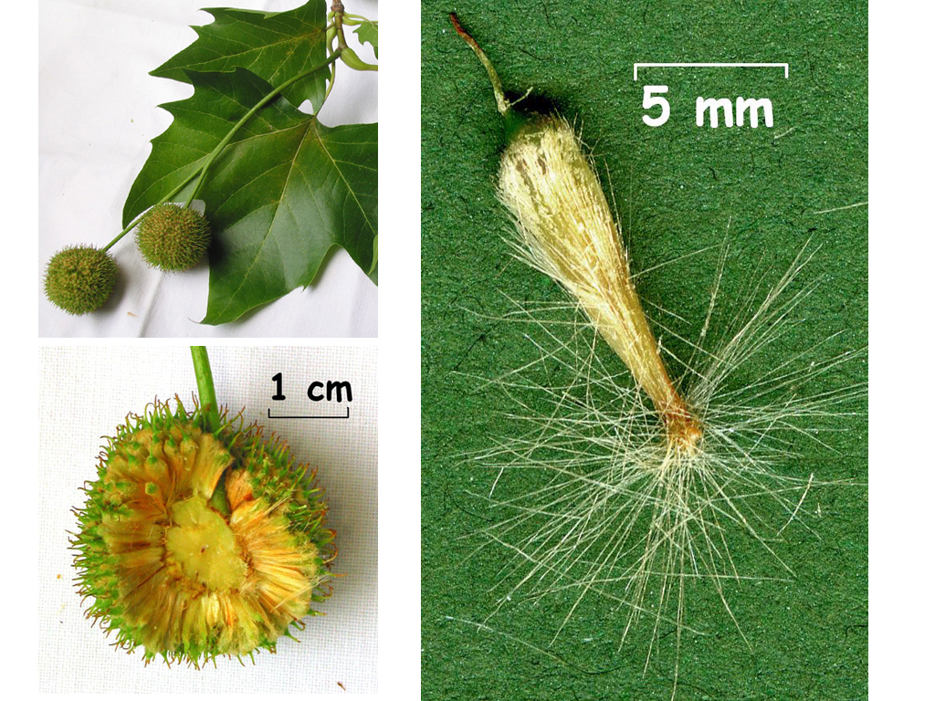 Le « fruit » sphérique du Platane (<em>Platanus acerifolia</em>) est en réalité un capitule (un ensemble sphérique) d'akènes poilus disséminés par le vent à maturité. <br />  Classification: Ordre Rosales, famille des Platanaceae. Genres : <em>Platanus </em>(Platane), plusieurs espèces dont <em>Platanus orientalis</em>, <em>Platanus occidentalis</em> et le Platane commun à feuille d'érable (<em>Platanus acerifolia</em>).