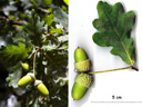 Le fruit du Chêne s'appelle communément le gland. C'est un akène (fruit sec qui ne s'ouvre pas) fixé dans une coupe. Chaque gland contient une graine remplissant complètement le fruit et formée d'une plantule (à la base) et de deux cotylédons. Au sommet du fruit, on distingue une petite pointe provenant de la partie terminale du pistil de la fleur.  Photographies : espèce <em>Quercus robur</em>.   <br />Classification : Ordre Fagales, famille des Fagaceae. Cette famille comprend les genres <em>Quercus</em> (Chêne), <em>Fagus</em>, <em>Castanea</em> (Châtaignier). Le genre <em>Quercus</em> comprend de nombreuses espèces dont aussi le Chêne vert, le Chêne kermes, ... [32001 views]