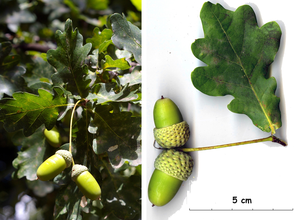 Le fruit du Chêne s'appelle communément le gland. C'est un akène (fruit sec qui ne s'ouvre pas) fixé dans une coupe. Chaque gland contient une graine remplissant complètement le fruit et formée d'une plantule (à la base) et de deux cotylédons. Au sommet du fruit, on distingue une petite pointe provenant de la partie terminale du pistil de la fleur.  Photographies : espèce <em>Quercus robur</em>.   <br />Classification : Ordre Fagales, famille des Fagaceae. Cette famille comprend les genres <em>Quercus</em> (Chêne), <em>Fagus</em>, <em>Castanea</em> (Châtaignier). Le genre <em>Quercus</em> comprend de nombreuses espèces dont aussi le Chêne vert, le Chêne kermes, ...