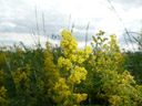 Gaillet jaune (<em>Galium verum</em>  L.), famille des Rubiacées. 

 [22701 views]