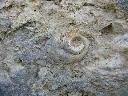 Moulage interne de coquille d'un gros mollusque gastéropode (à déterminer) dans des sédiments calcaires. Faciès (= Argovien) de l'Oxfordien supérieur (Jurassique supérieur - ère secondaire) caractérisés par le développement de milieux récifaux et périrécifaux. [7590 views]