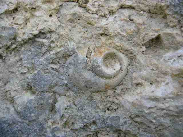 Moulage interne de coquille d'un gros mollusque gastéropode (à déterminer) dans des sédiments calcaires. Faciès (= Argovien) de l'Oxfordien supérieur (Jurassique supérieur - ère secondaire) caractérisés par le développement de milieux récifaux et périrécifaux.
