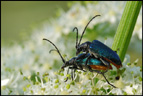 Coleoptera, Cerambycidae, <em>Gaurotes</em> (<em>Carilia</em>) <em>virginea</em> : accouplement. [7707 views]