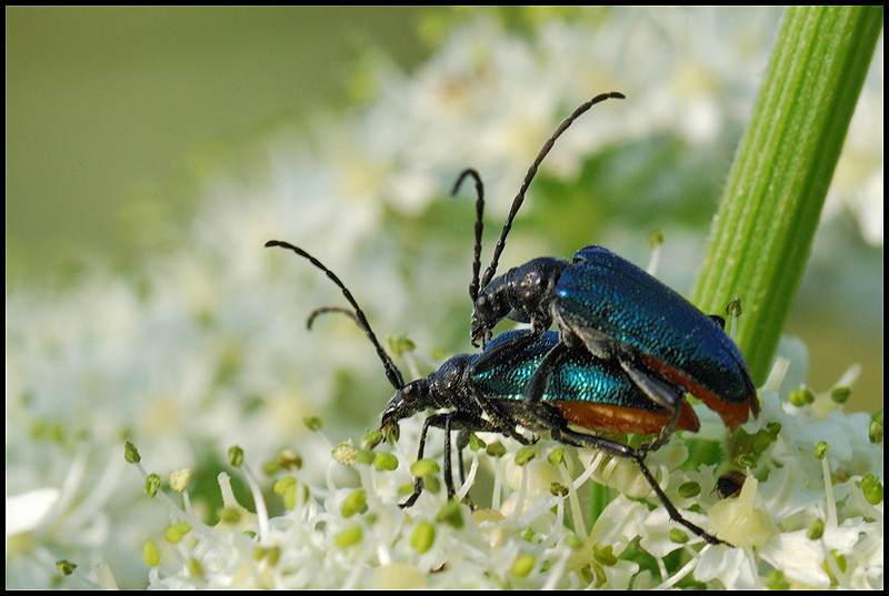 Coleoptera, Cerambycidae, <em>Gaurotes</em> (<em>Carilia</em>) <em>virginea</em> : accouplement.