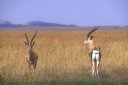 Gazelle de Grant (<em>Gazella granti</em>). [10366 views]