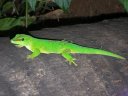 Gecko, <em>Phelsuma madagascariensis grandis</em>. Lézard diurne dont les dessins sont variables, même entre individus de la même espèce. C'est le gecko le plus coloré,  vert avec des petites taches rouges. [76634 views]