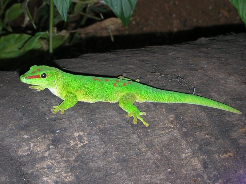 Gecko, <em>Phelsuma madagascariensis grandis</em>. Lézard diurne dont les dessins sont variables, même entre individus de la même espèce. C'est le gecko le plus coloré,  vert avec des petites taches rouges.